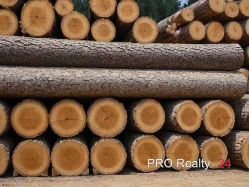 Лиственница